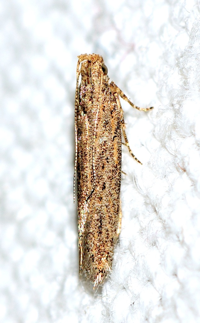 Gelechiidae n 4